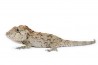 Anolis (Chamaeleolis) barbatus