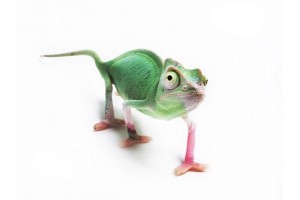Achat Cameleon Cameleons La Ferme Tropicale