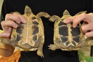 Formation spéciale tortues de terre - samedi 2 et dimanche 3 Octobre 2021
