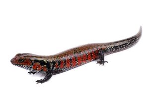 Lepidothyris (Riopa) fernandi juvénile