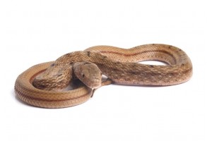 Elaphe carinata, mâle subadulte