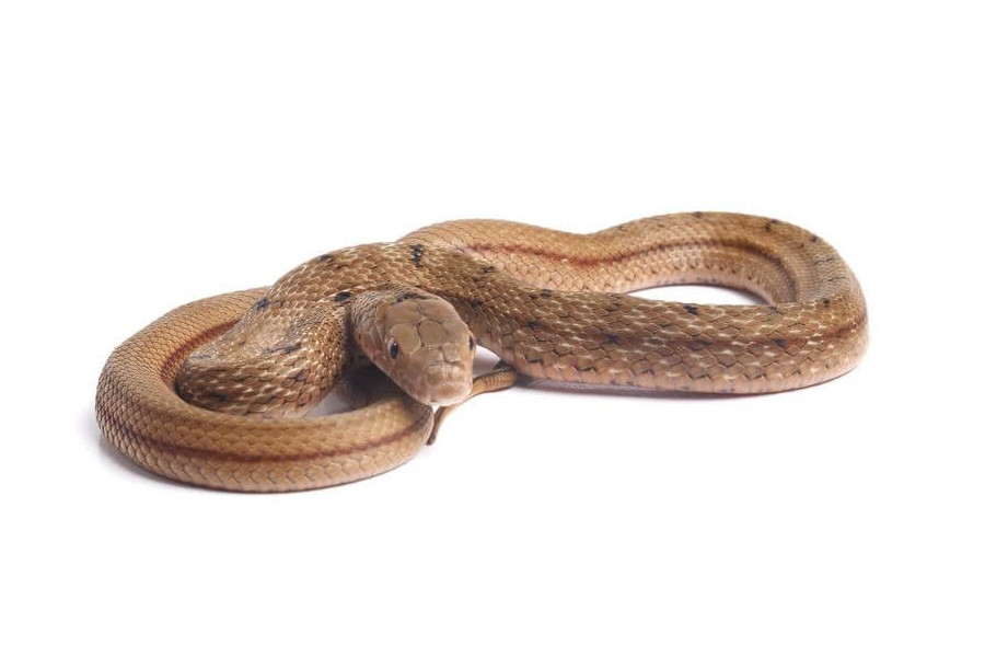 Elaphe carinata, mâle subadulte Elaphe carinata, mâle subadulte
