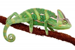 Chamaeleo calyptratus, subadulte