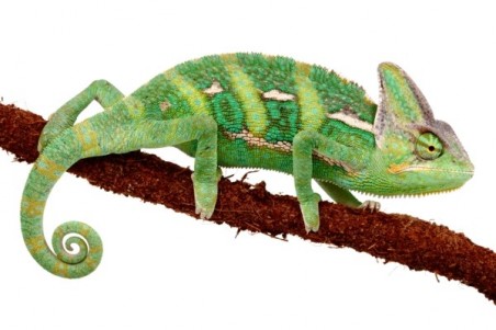 Chamaeleo calyptratus, subadulte