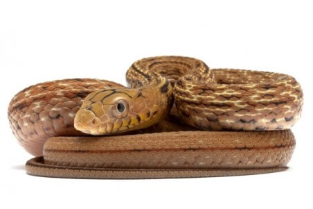 Elaphe carinata, mâle subadulte