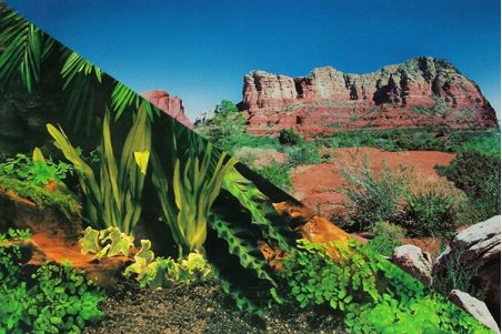 Poster Forêt tropicale/Red Canyon Poster Forêt tropicale/Red Canyon