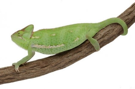 Chamaeleo calyptratus, subadulte