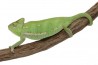 Chamaeleo calyptratus, subadulte