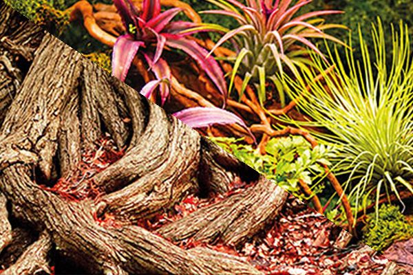 Poster Jungle/Racines Poster Jungle/Racines
