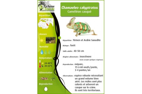 Chamaeleo calyptratus, subadulte