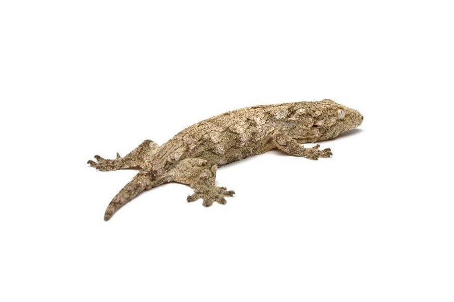 Rhacodactylus leachianus, "Nuu Ana"" Rhacodactylus leachianus, "Nuu Ana""