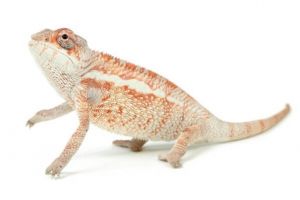 Furcifer pardalis, Ambilobe, mâle juvénile