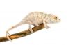 Furcifer pardalis, Nosy mitsio, mâle juvénile