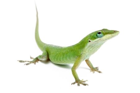 Anolis carolinensis, mâle