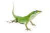 Anolis carolinensis, mâle