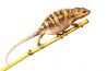 Furcifer pardalis, Tamatave, mâle juvénile