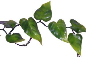 Phyllo Vine - Liane Phyllo - 200 cm