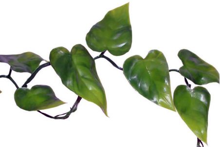 Phyllo Vine - Liane Phyllo - 200 cm