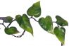 Phyllo Vine - Liane Phyllo - 200 cm