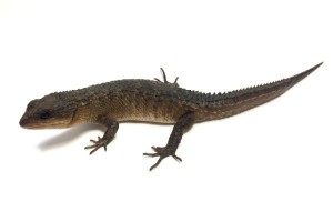 Tropidophorus baconi