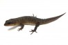 Tropidophorus baconi