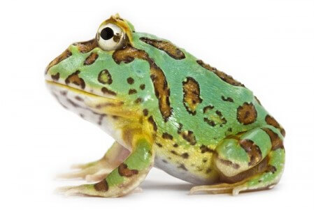 Ceratophrys cranwelli, peppermint