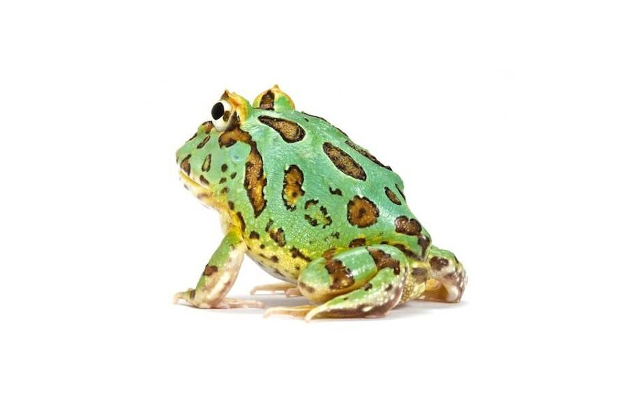 Ceratophrys cranwelli, peppermint