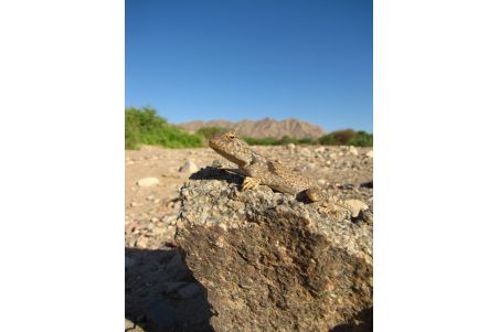 Reptile Life in the land of Israel