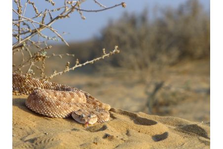 Reptile Life in the land of Israel