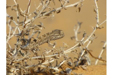 Reptile Life in the land of Israel