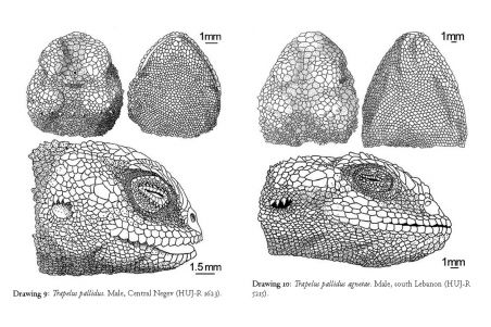 Reptile Life in the land of Israel