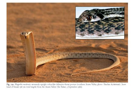 Reptile Life in the land of Israel