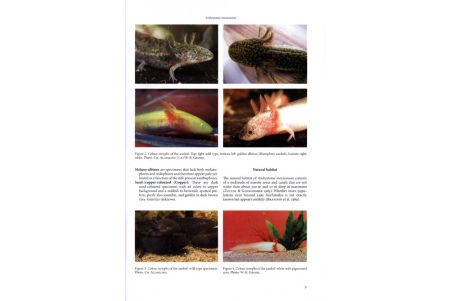 Threatened Newts & Salamanders - Guidelines for conserving Breeding