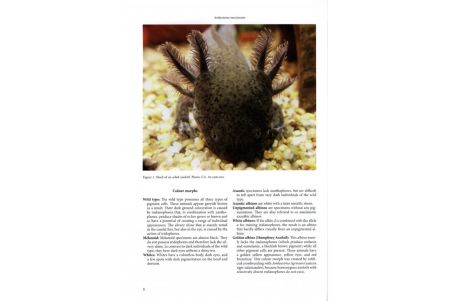 Threatened Newts & Salamanders - Guidelines for conserving Breeding