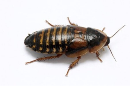 Autres insectes