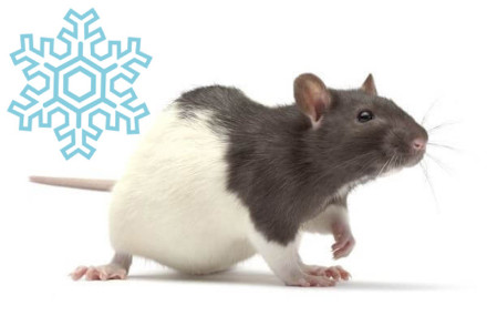 Rats congelés