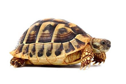 Achat Tortue - Tortues - La Ferme Tropicale