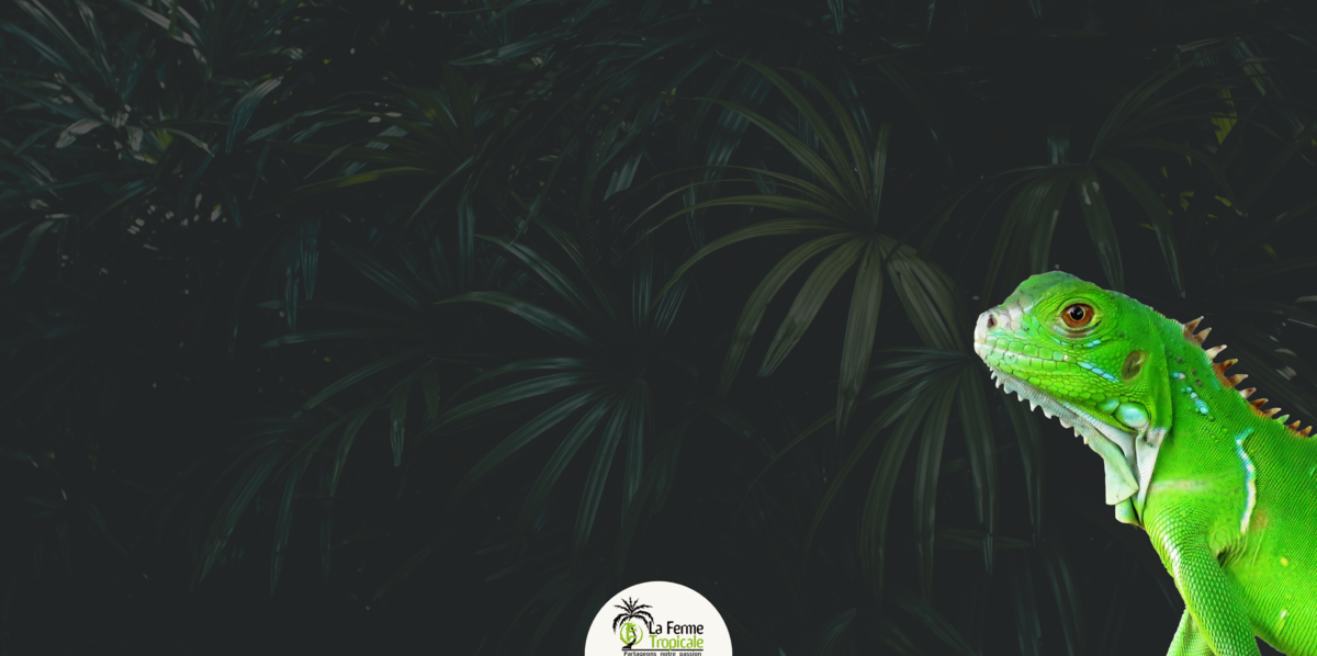 Slide background