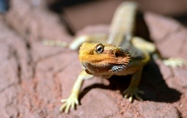 La détermination du sexe chez le Pogona vitticeps