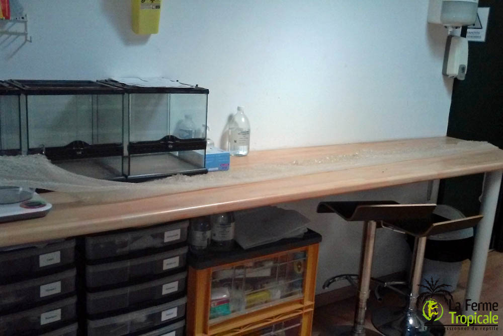 Mue de Python bivittatus de 4m