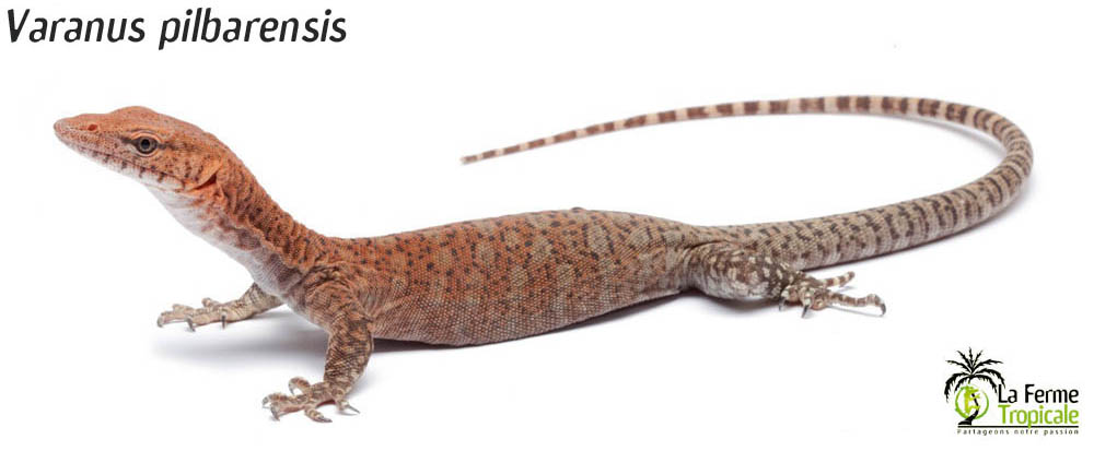 Varanus  pilbarensis haut