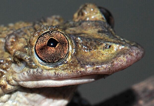 Corythomantis greeningi