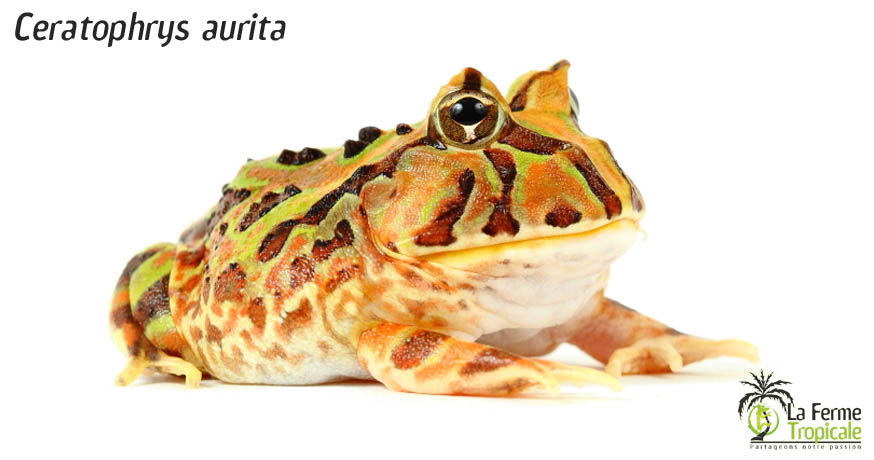 Certophrys aurita