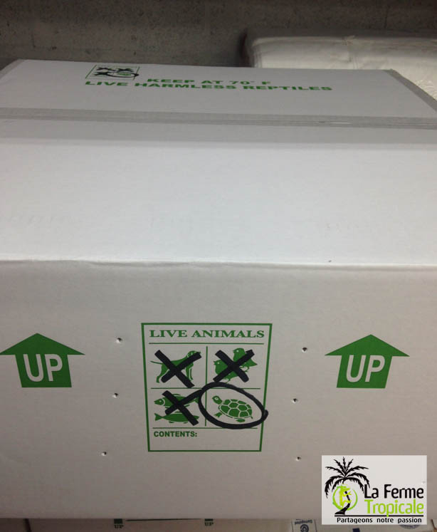 Les boîtes de transport sont percés de trous pour l'aération et spécialement marqués pour indiquer la présence de reptiles.