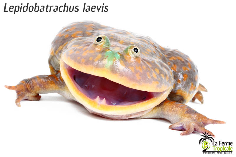 lepidobatrachus_laevis