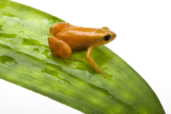 Mantella auriantaca adulte photographiée à La Ferme Tropicale par Michel Gunther