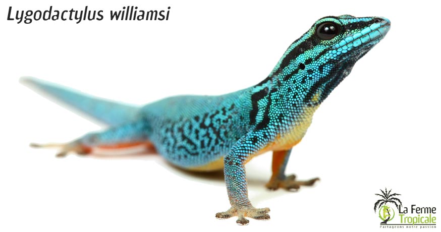 lygodactylus
