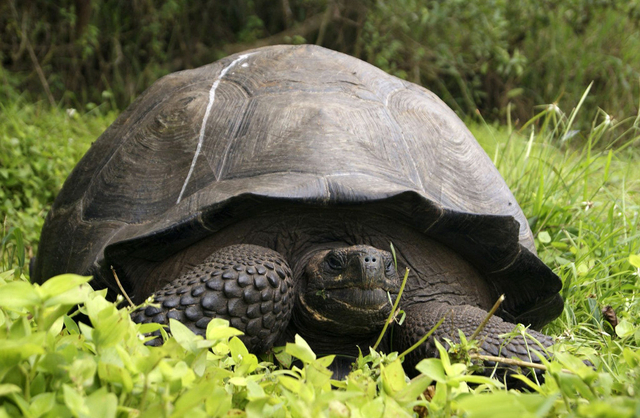 tortue