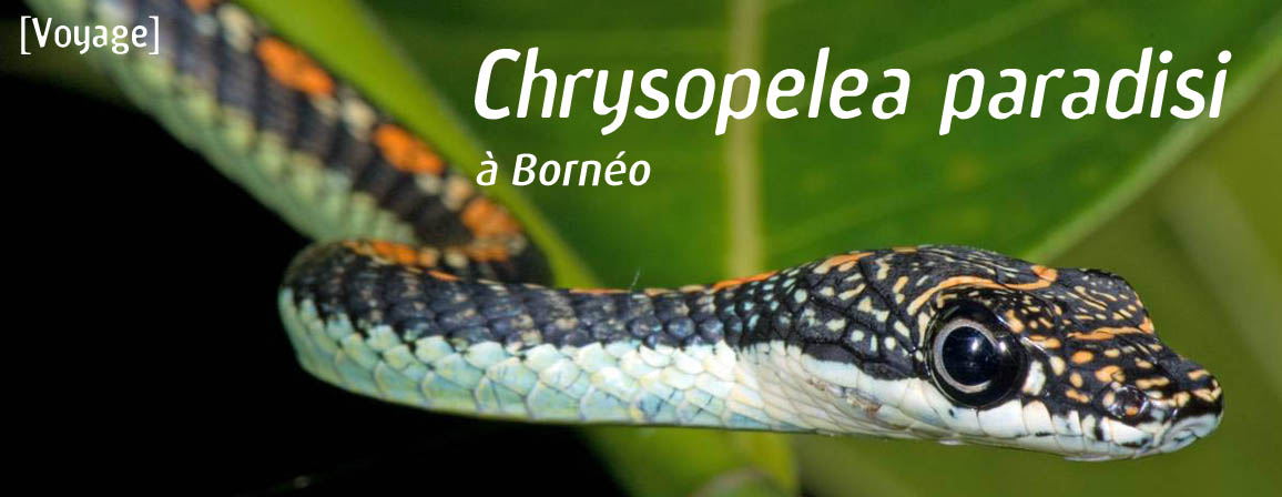 chrysopelea