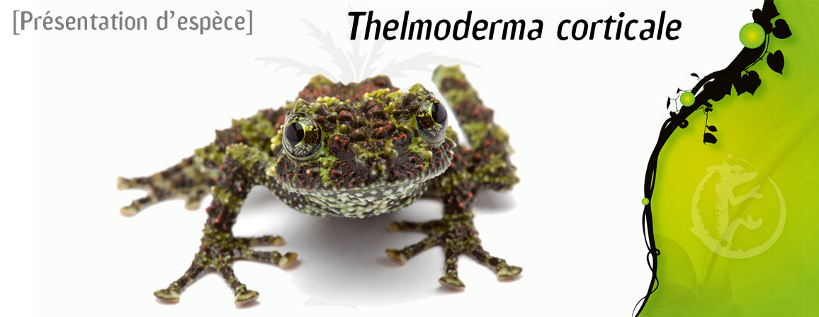 theloderma_corticale